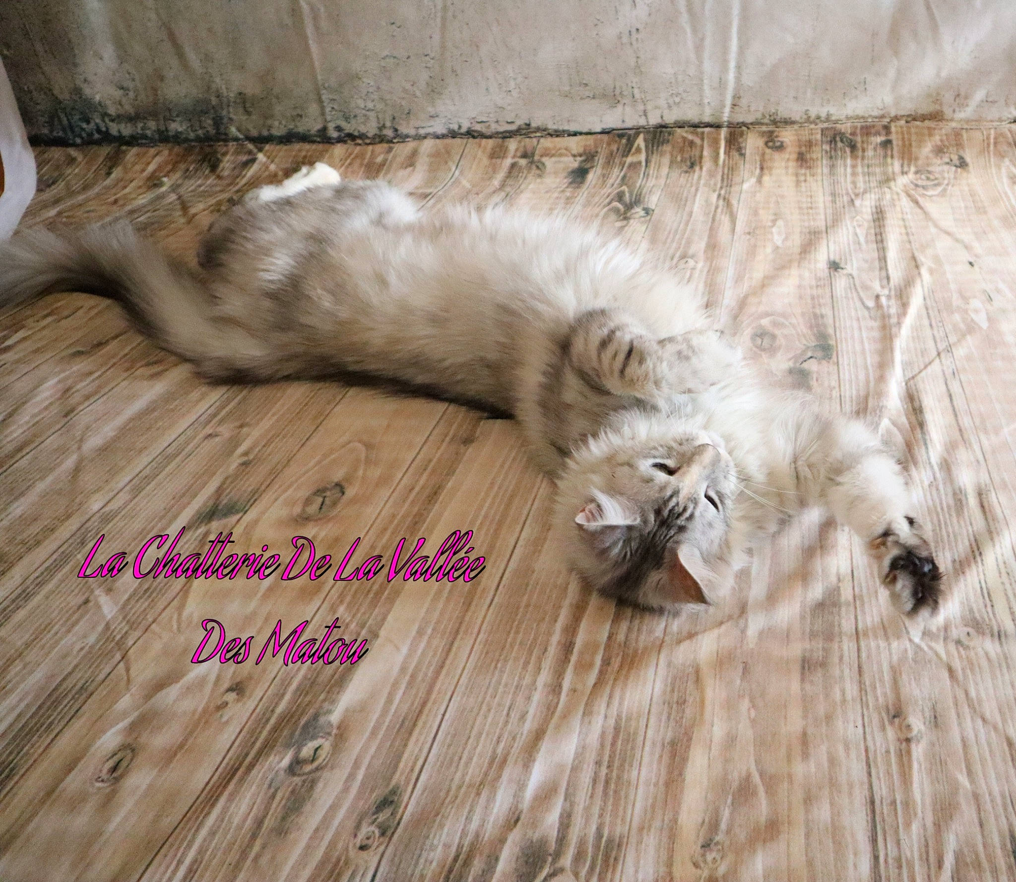 Olga Les Saphir Du Laost participe au concours pour gagner de l'argent avec cette photo : canidae, carnivore, cat, felidae, floor, flooring, fur, hardwood, norwegian_forest_cat, ragdoll, small_to_medium_sized_cats, tail, wood