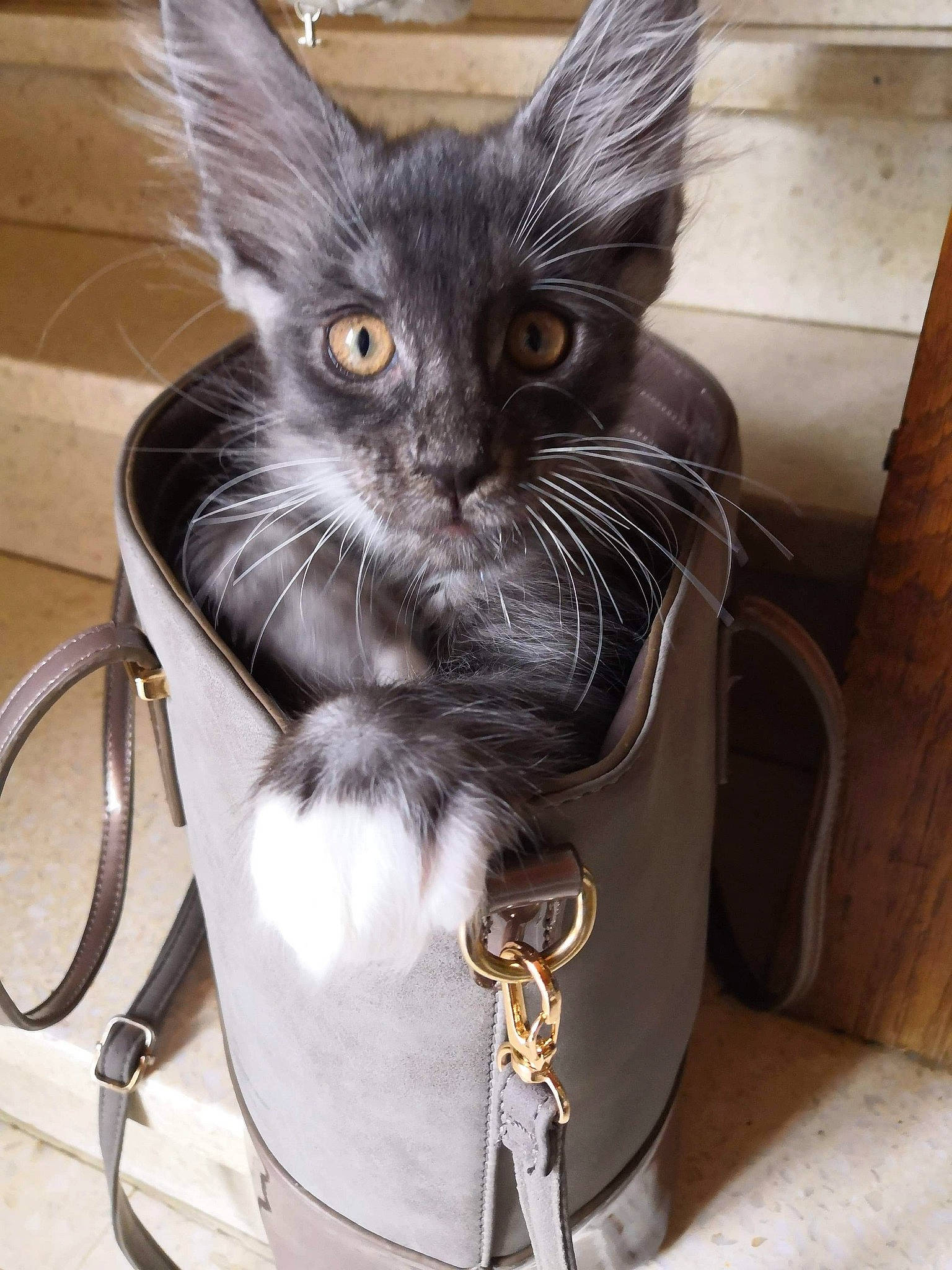 Hariboun'S Olympe participe au concours pour gagner de l'argent avec cette photo : asian, black_cat, carnivore, cat, domestic_short_haired_cat, felidae, kitten, maine_coon, mammal, norwegian_forest_cat, oriental_longhair, small_to_medium_sized_cats, snout, whiskers