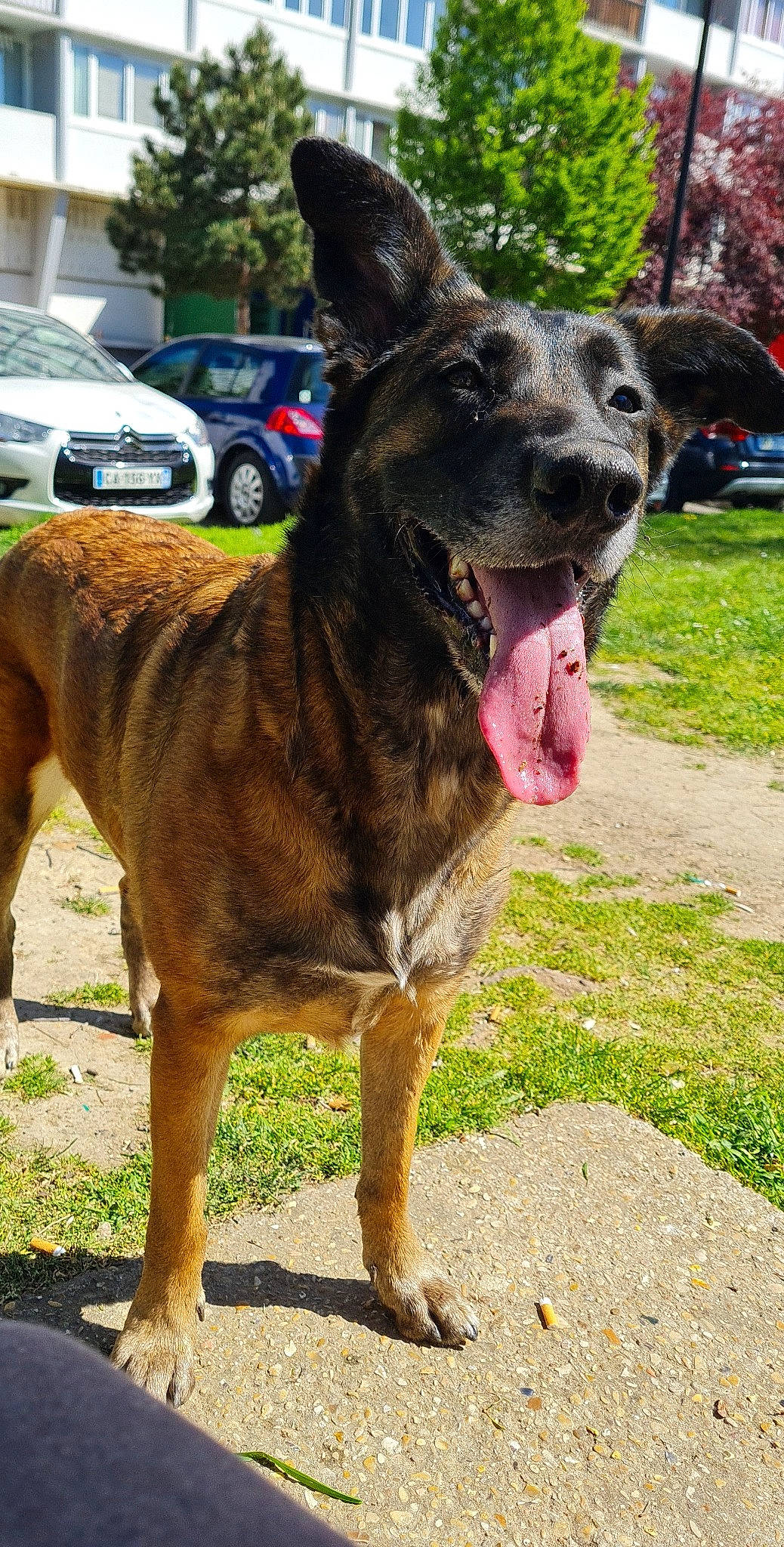 Nayka a rejoint le concours — aidez-le/la à gagner de superbes lots ! canidae, car, carnivore, collar, companion_dog, dog, dog_breed, dog_collar, eye, fawn, grass, plant, snout, sporting_group, tire, tree, vehicle, wheel, working_animal, working_dog