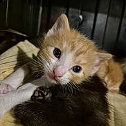 Hyunsoo participe au concours pour gagner de l'argent avec cette photo : kitten, cat, feline, animal, cute, close_up, pet, fur, whiskers, young, sleeping, snuggling, indoor, soft, yellow_blanket, curious, orange_and_white, black_fur, cozy, dim_light