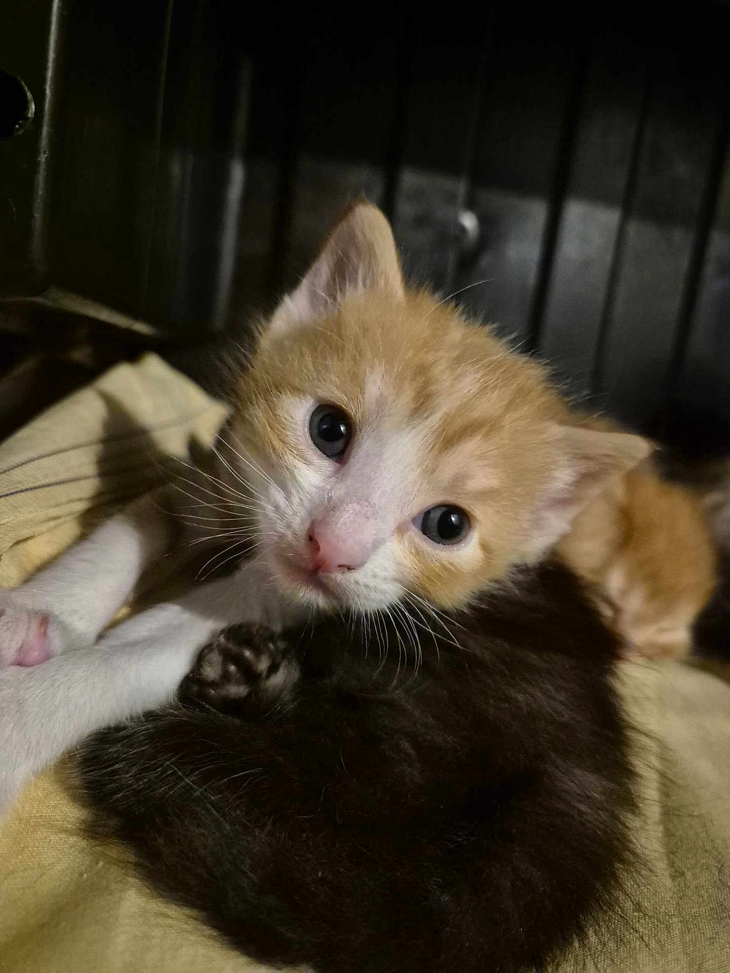 Hyunsoo participe au concours pour gagner de l'argent avec cette photo : kitten, cat, feline, animal, cute, close_up, pet, fur, whiskers, young, sleeping, snuggling, indoor, soft, yellow_blanket, curious, orange_and_white, black_fur, cozy, dim_light