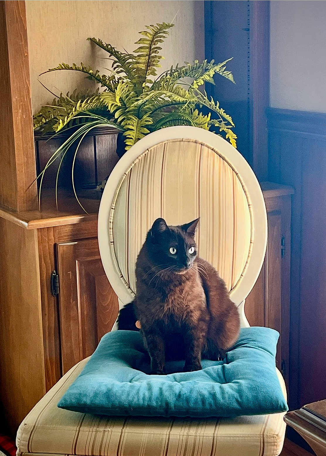 Coconut joined the competition — help win amazing prizes! cat, feline, chair, cushion, plant, indoor, wooden_furniture, upholstery, brown_cat, whiskers, green_plant, vintage_chair, pet, portrait, sitting, sunlight, cozy, eyes, home_interior, decorative_plant