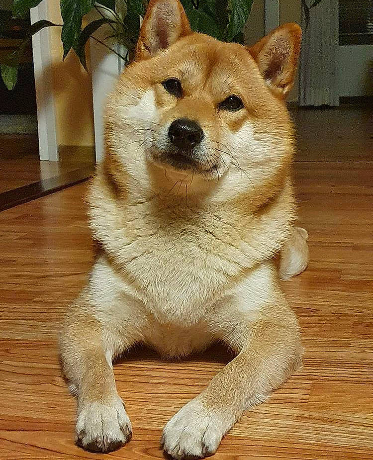 Toshi joined the competition — help win amazing prizes! akita, akita_inu, ancient_dog_breeds, canaan_dog, canidae, carnivore, companion_dog, dog, dog_breed, finnish_spitz, hokkaido, korean_jindo_dog, mammal, non_sporting_group, norwegian_buhund, shiba_inu, shikoku, snout, spitz, vertebrate