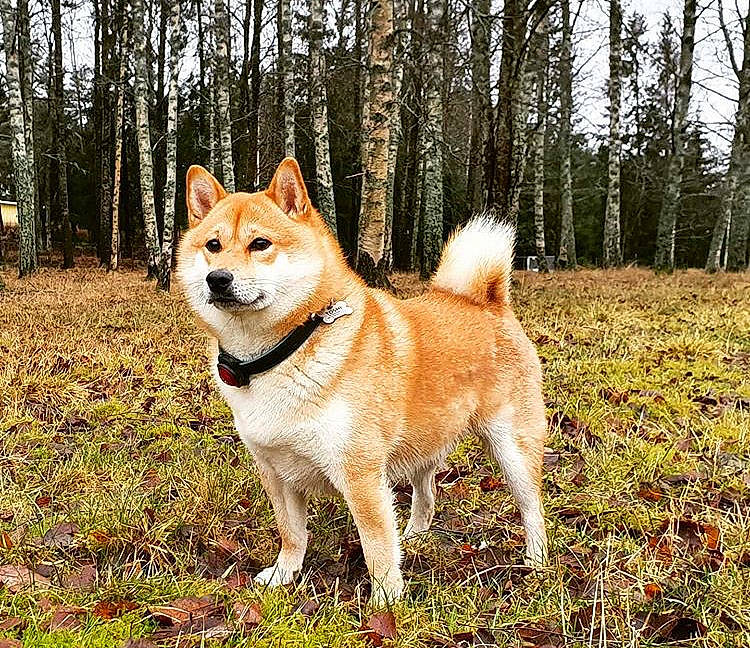 Toshi joined the competition — help win amazing prizes! akita, akita_inu, ancient_dog_breeds, canaan_dog, canidae, carnivore, companion_dog, dog, dog_breed, east_siberian_laika, finnish_spitz, greenland_dog, hokkaido, icelandic_sheepdog, mammal, norwegian_buhund, rare_breed_dog, shiba_inu, shikoku, vertebrate