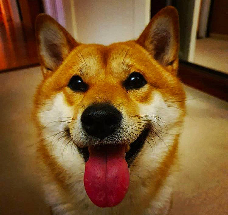 Toshi is registered to the contest to win money with this photo: akita, akita_inu, ancient_dog_breeds, canaan_dog, canidae, carnivore, dog, dog_breed, hokkaido, icelandic_sheepdog, korean_jindo_dog, mammal, norwegian_buhund, nose, pembroke_welsh_corgi, shiba_inu, shikoku, snout, vertebrate, welsh_corgi