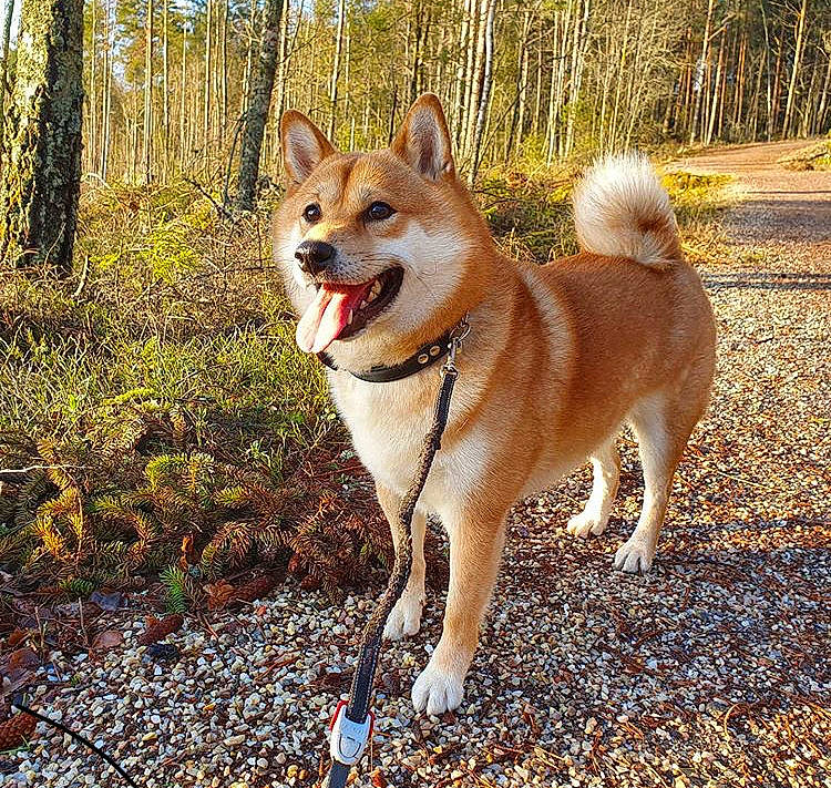 Toshi joined the competition — help win amazing prizes! akita_inu, ancient_dog_breeds, canaan_dog, canidae, carnivore, companion_dog, dog, dog_breed, fawn, hokkaido, icelandic_sheepdog, mammal, non_sporting_group, norwegian_buhund, shiba_inu, shikoku, tail, tree, vertebrate, wildlife