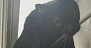Figaro is registered to the contest to win money with this photo: black_cat, cat, window, curtain, indoor, pet, animal, whiskers, fur, looking, side_view, light, shadow, domestic_cat, mammal, sitting, closeup, portrait, whisker, curious