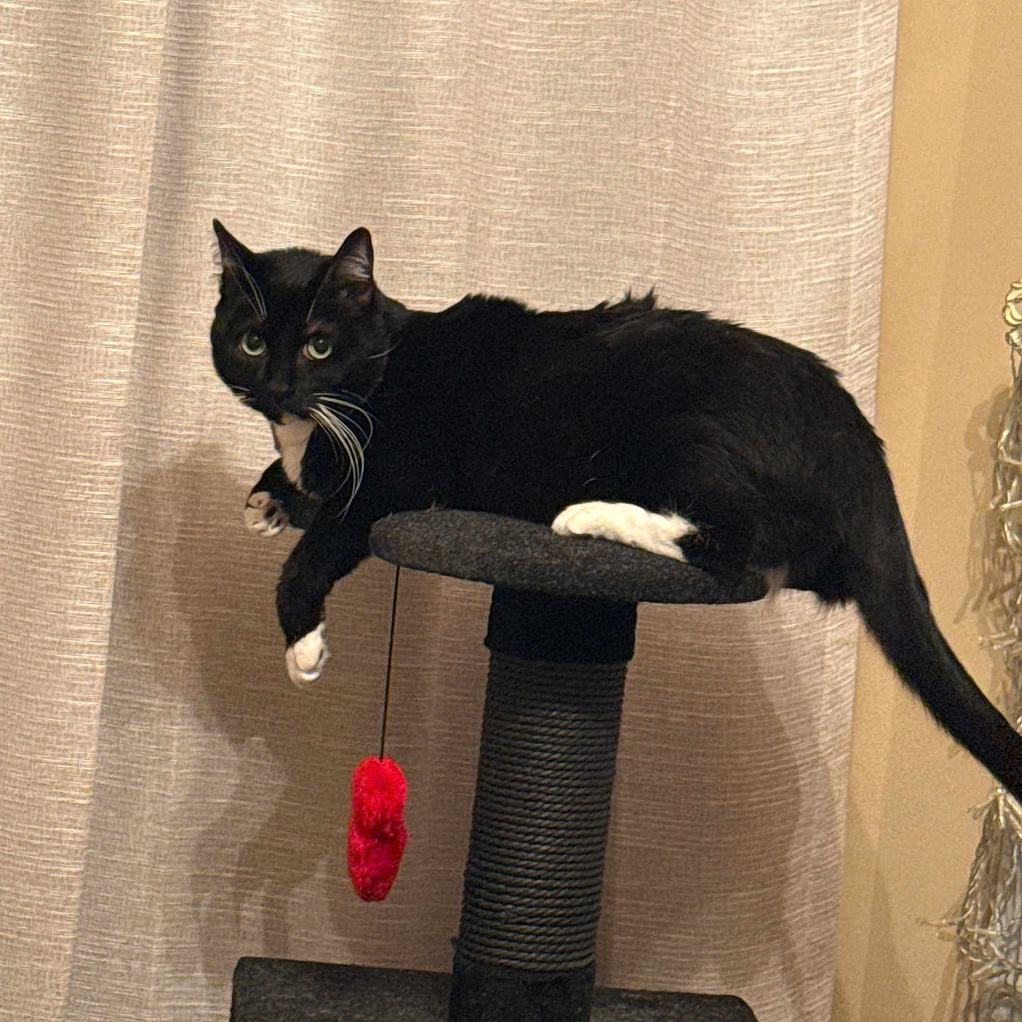 Figaro joined the competition — help win amazing prizes! cat, black_cat, white_paws, cat_tree, pet_toy, red_toy, indoor, curtain, relaxed, feline, whiskers, paw, fur, animal, domestic, pet, resting, looking, playful, cozy