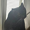 Figaro joined the competition — help win amazing prizes! cat, black_cat, whiskers, window, natural_light, silhouette, indoor, pet, animal, curious, feline, shadow, quiet, still_life, close_up, face, ears, fur, domestic_cat, looking_back