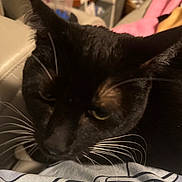 Figaro is registered to the contest to win money with this photo: cat, black_cat, whiskers, close_up, indoor, pet, animal, feline, face, ear, blurred_background, household_items, blanket, fabric, fur, domestic, resting, cozy, unfocused, casual
