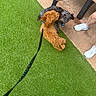 Teddy joined the competition — help win amazing prizes! artificial_grass, bench, black_dog, brown_dog, canine, close_up, curly_hair, dog, dogs, footwear, green_grass, leash, legs, meeting, outdoor, person, pets, playful, sidewalk, white_sneakers
