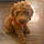 Teddy