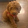Teddy