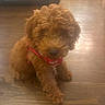 Teddy is registered to the contest to win money with this photo: puppy, dog, curly_fur, red_harness, wooden_floor, indoor, pet, animal, cute, fluffy, sitting, brown, young, small, domestic, fur, companion, canine, adorable, cozy