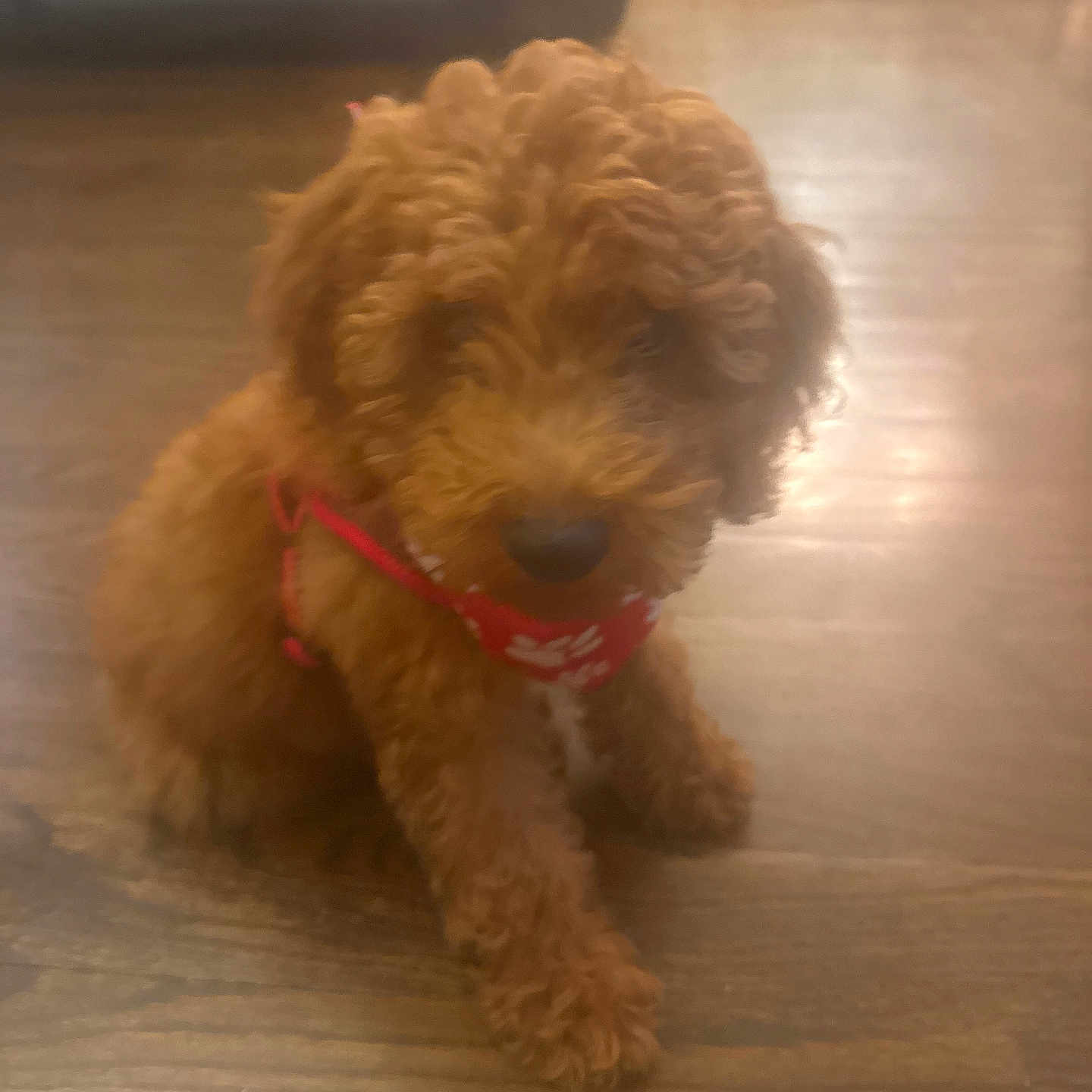 Teddy