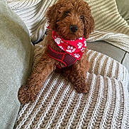 Teddy is registered to the contest to win money with this photo: puppy, dog, brown, curly_fur, bandana, red_bandana, paw_prints, blanket, knitted_blanket, couch, indoor, pet, cute, small_dog, fur, sitting, cozy, home, animal, portrait