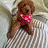 puppy, dog, brown, curly_fur, bandana, red_bandana, paw_prints, blanket, knitted_blanket, couch, indoor, pet, cute, small_dog, fur, sitting, cozy, home, animal, portrait