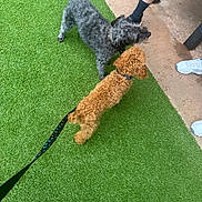 Teddy is registered to the contest to win money with this photo: animal, artificial_grass, brown_dog, casual, curly_fur, daylight, dog, footwear, grass, gray_dog, leash, legs, meeting, outdoor, pavement, person, pet, playing, shoes, two_dogs