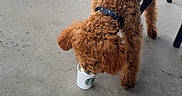 Teddy is registered to the contest to win money with this photo: animal, background_person, brick_wall, brown_dog, canine, collar, concrete, curly_coat, curly_fur, daytime, dog, drinking, footpath, leash, outdoor, pavement, pet, sidewalk, starbucks_cup, urban