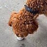 Teddy is registered to the contest to win money with this photo: animal, brown, brown_dog, canine, close_up, collar, collar_pattern, concrete, cup, curly_coat, curly_fur, daytime, dog, drinking, leisure, muzzle, outdoor, pet, side_view, snout