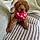 Teddy