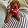 Teddy