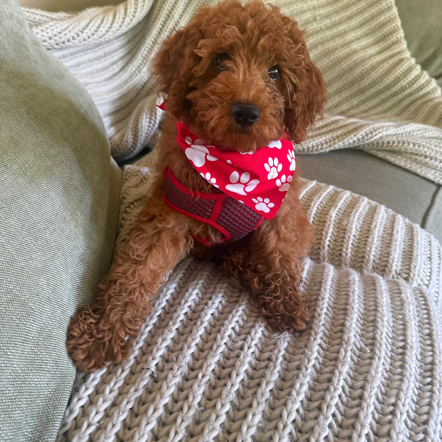 Teddy