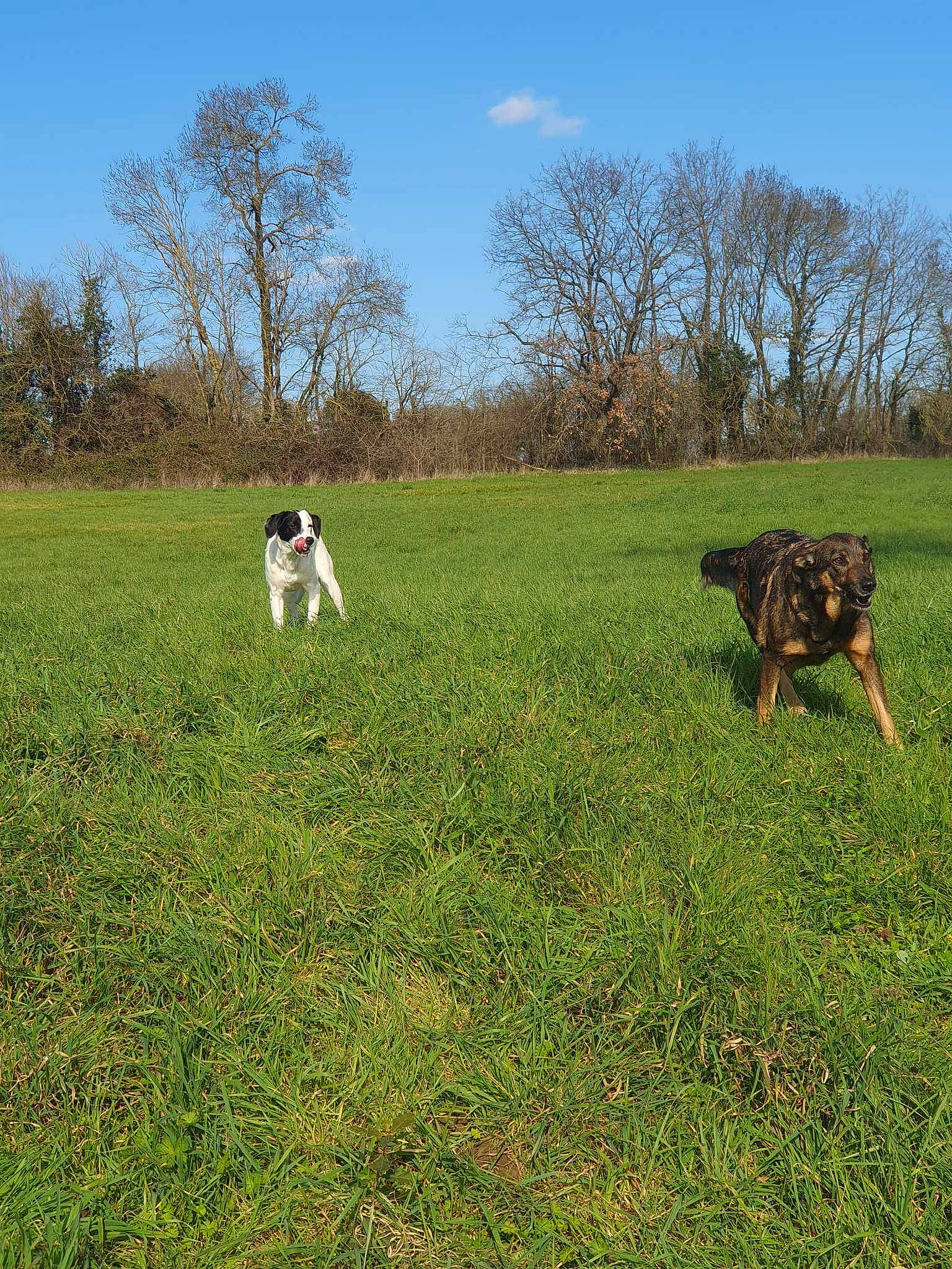 Jana a rejoint le concours — aidez-le/la à gagner de superbes lots ! carnivore, companion_dog, dog, dog_breed, fawn, field, grass, grassland, lawn, mammal, meadow, natural_landscape, pasture, plain, plant, prairie, sky, sporting_group, tree, vertebrate