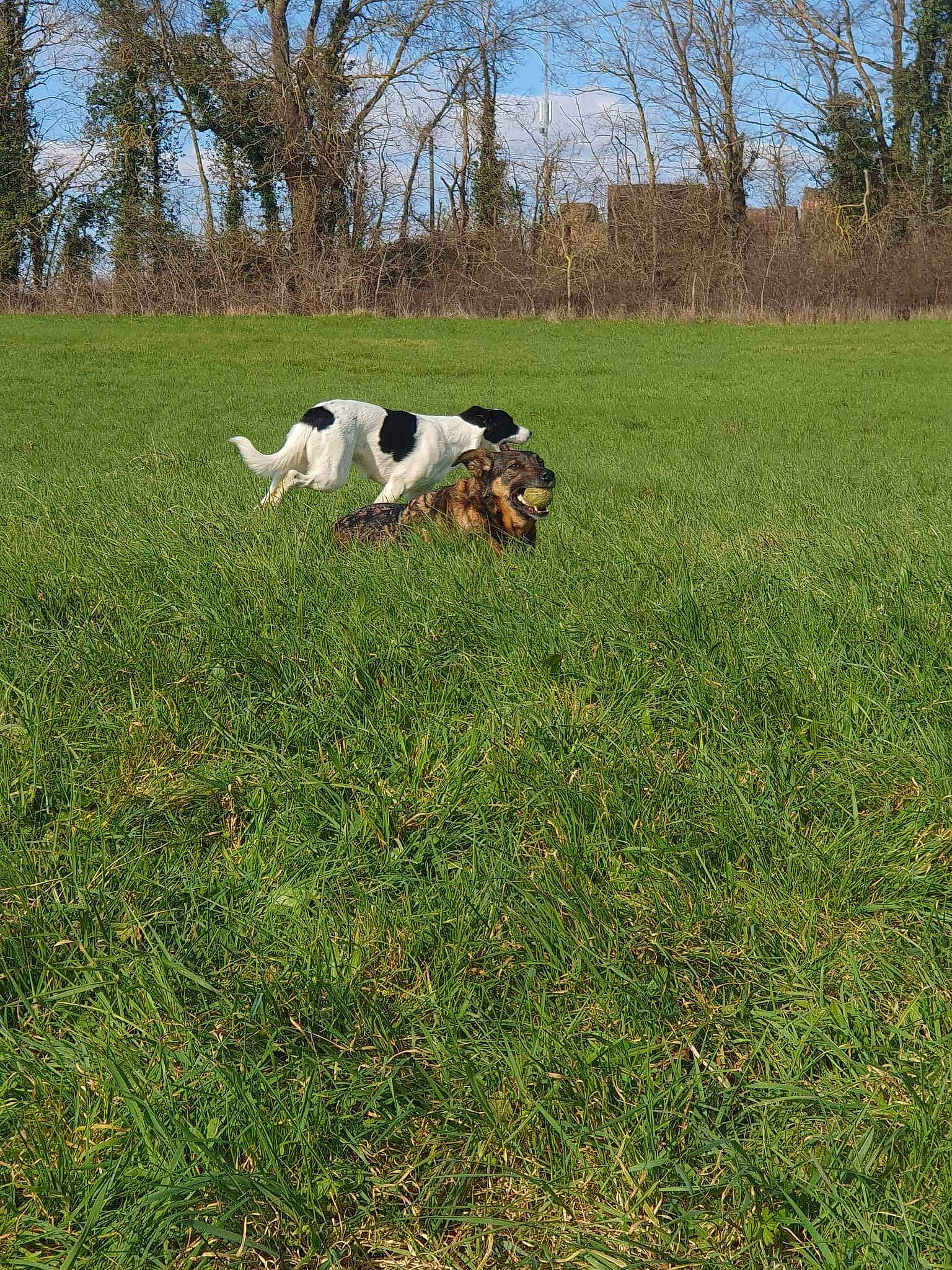 Jana a rejoint le concours — aidez-le/la à gagner de superbes lots ! carnivore, companion_dog, dog, dog_breed, field, grass, grassland, groundcover, landscape, meadow, natural_landscape, pasture, people_in_nature, plant, prairie, sky, soil, sporting_group, tree, working_animal
