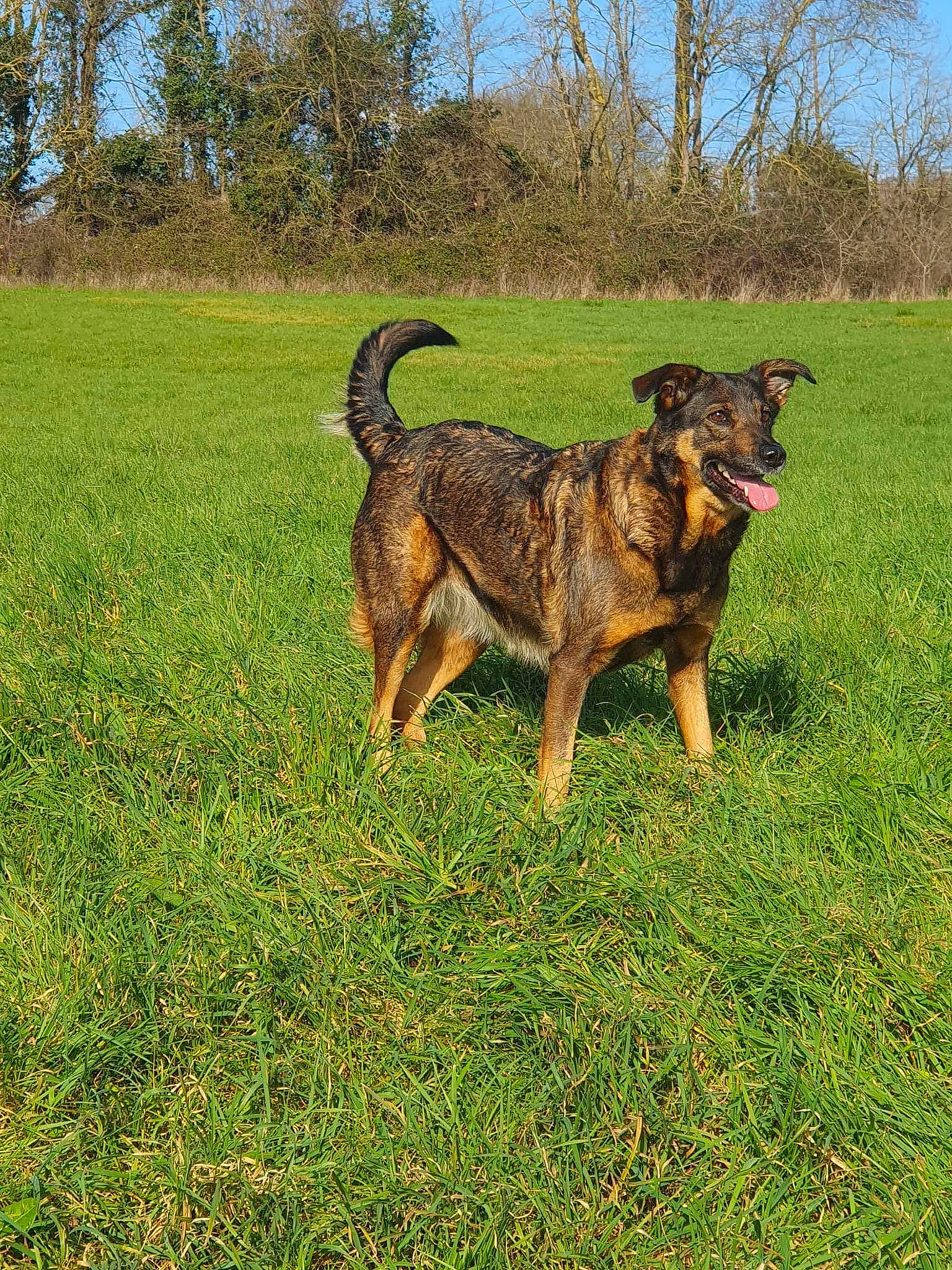 Jana participe au concours pour gagner de l'argent avec cette photo : canidae, carnivore, collar, companion_dog, dog, dog_breed, fawn, grass, grassland, guard_dog, herding_dog, hunting_dog, plant, sky, sporting_group, tail, terrestrial_animal, tree, working_animal, working_dog