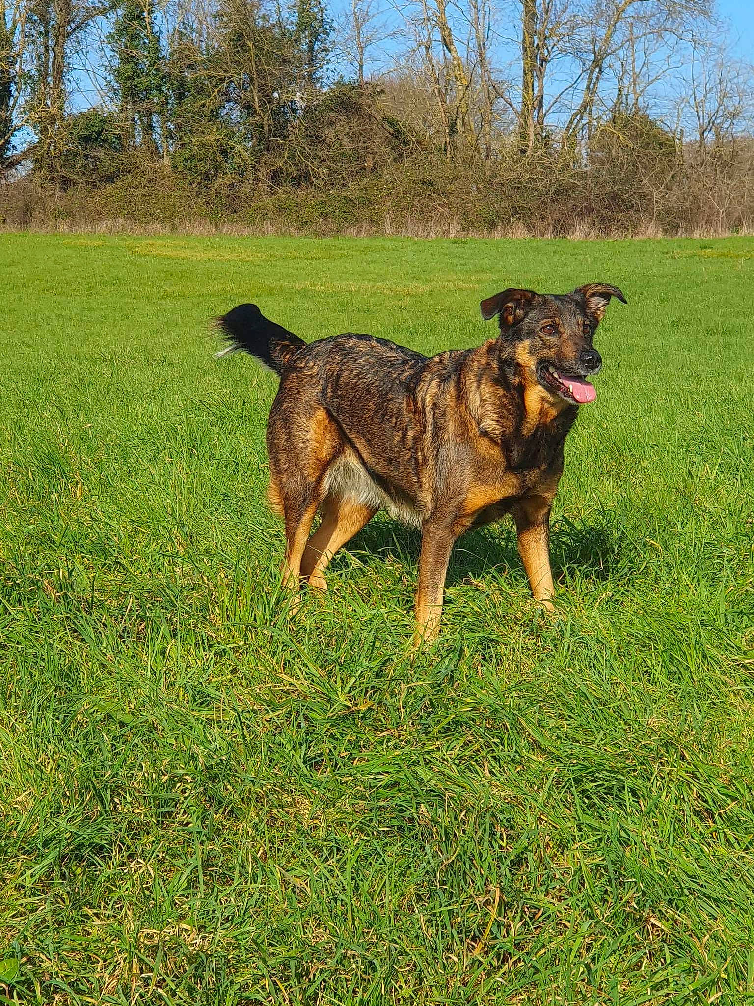Jana participe au concours pour gagner de l'argent avec cette photo : carnivore, dog, dog_breed, german_shepherd_dog, grass, grassland, guard_dog, herding_dog, hunting_dog, old_german_shepherd_dog, plant, sky, sporting_group, tail, terrestrial_animal, tree, working_animal, working_dog