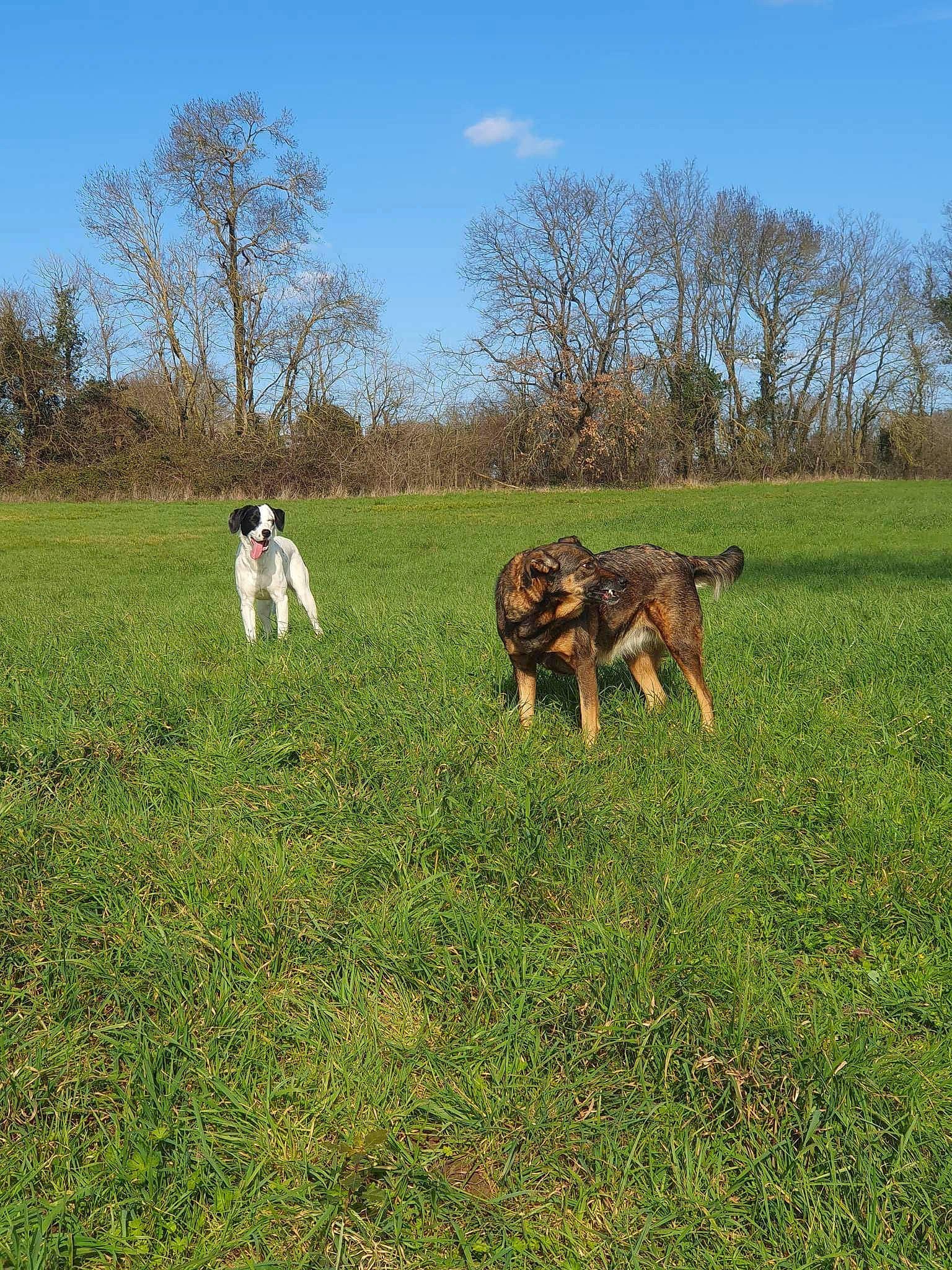 Yuna participe au concours pour gagner de l'argent avec cette photo : carnivore, companion_dog, dog, dog_breed, fawn, field, grass, grassland, landscape, mammal, meadow, natural_landscape, old_german_shepherd_dog, pasture, plant, prairie, sky, sporting_group, tree, vertebrate