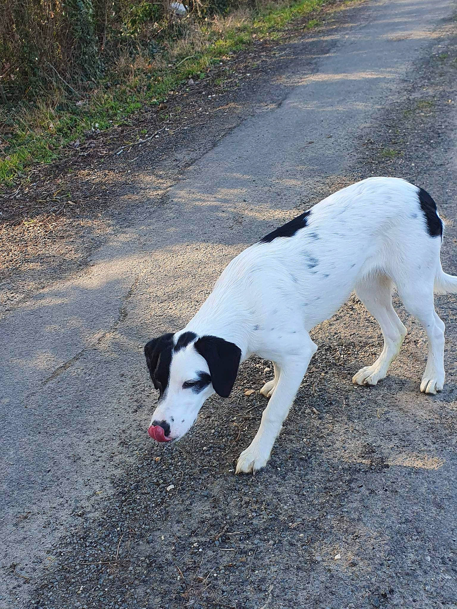 Yuna a rejoint le concours — aidez-le/la à gagner de superbes lots ! asphalt, canidae, carnivore, collar, companion_dog, dog, dog_breed, dog_collar, dog_supply, grass, plant, road, road_surface, shadow, sidewalk, sporting_group, tail, tar, working_animal, working_dog