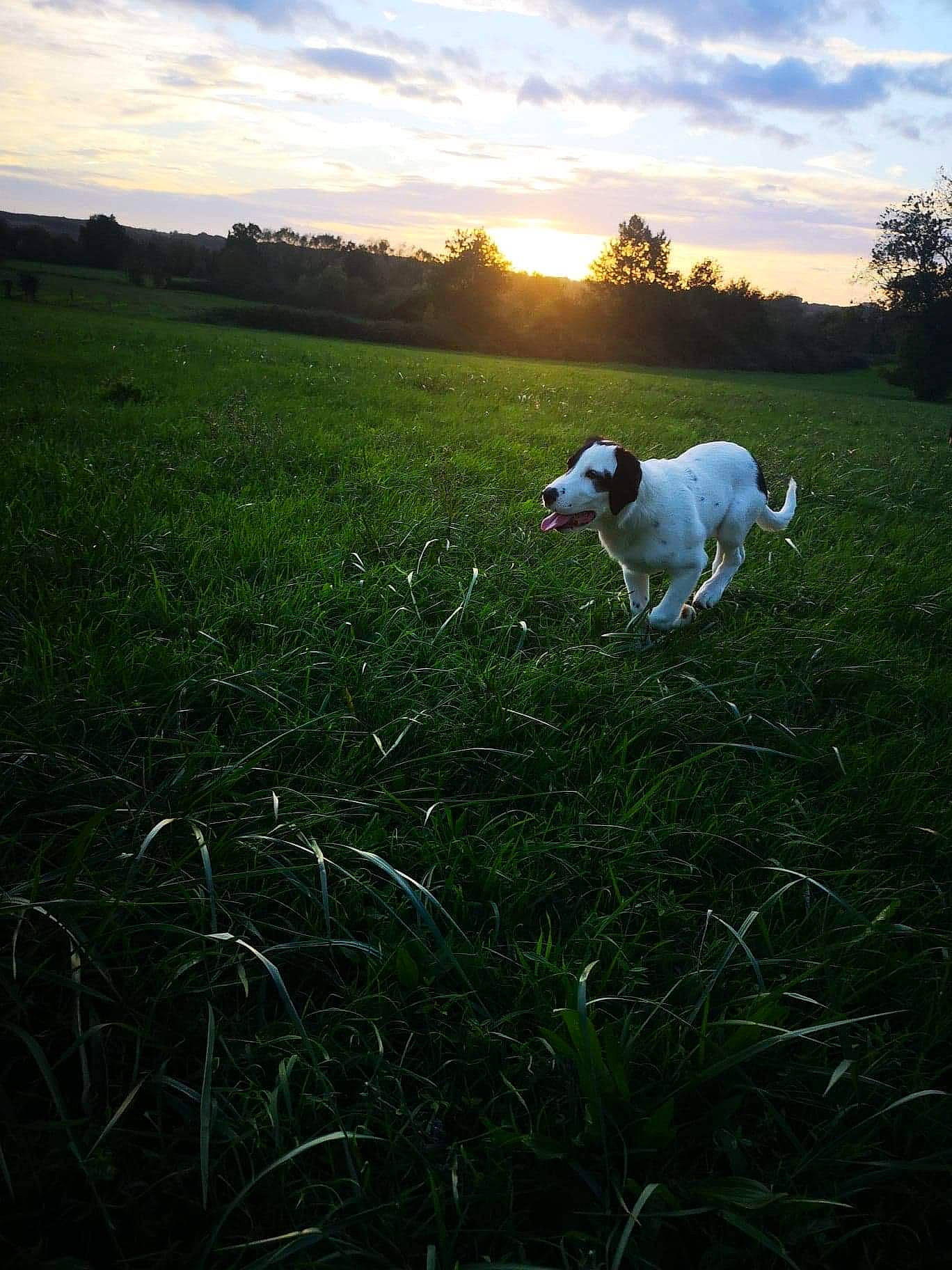 Yuna participe au concours pour gagner de l'argent avec cette photo : atmosphere, carnivore, cloud, companion_dog, dog, dog_breed, field, grass, grass_family, grassland, happy, horizon, landscape, meadow, natural_landscape, pasture, people_in_nature, plant, sky, tree