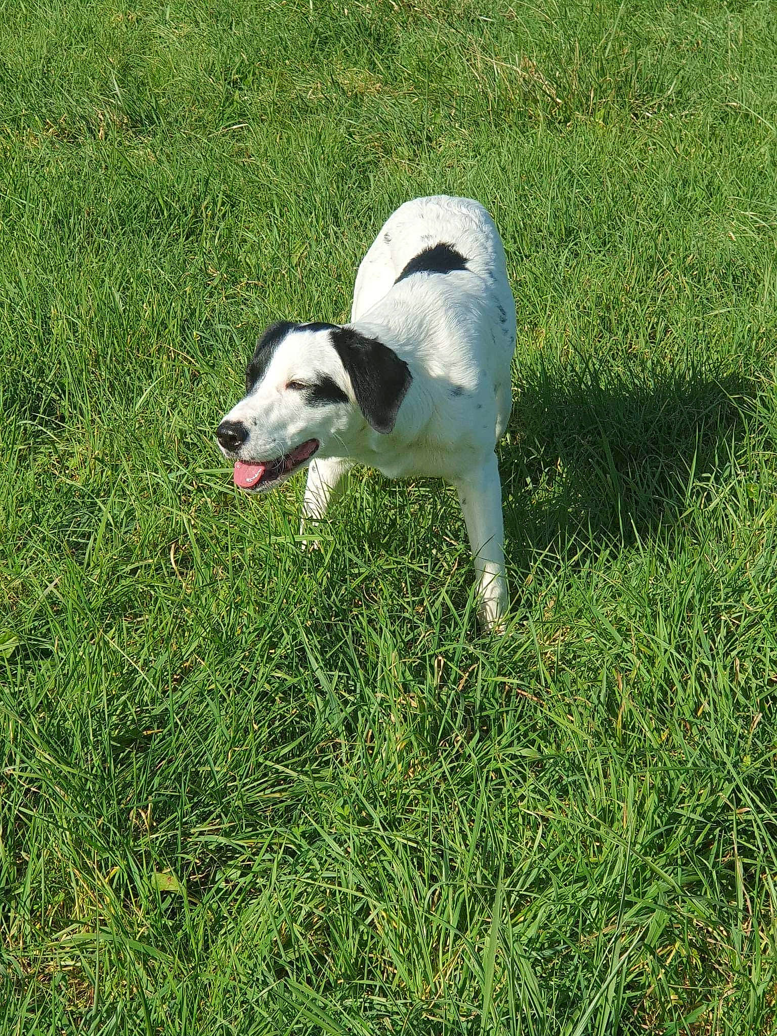 Yuna a rejoint le concours — aidez-le/la à gagner de superbes lots ! canidae, carnivore, companion_dog, dog, dog_breed, grass, grass_family, grassland, groundcover, lawn, non_sporting_group, pasture, plant, snout, sporting_group, tail, terrestrial_animal, working_animal