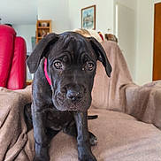 Bloomy participe au concours pour gagner de l'argent avec cette photo : dog, puppy, black_dog, sitting, couch, collar, pink_collar, indoors, living_room, furniture, home, portrait, close_up, floppy_ears, brown_eyes, black_fur, pet, cute, companion_animal, blanket