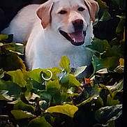 Shana a rejoint le concours — aidez-le/la à gagner de superbes lots ! dog, canine, pet, animal, nature, greenery, leaves, outdoor, smiling, happy, fur, muzzle, ears, tongue, daylight, closeup, portrait, resting, natural_light, plant