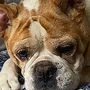 Britts joined the competition — help win amazing prizes! dog, bulldog, close_up, resting, paws, face, wrinkles, sleepy, indoors, blanket, pattern, brown, white, pet, animal, cute, portrait, fur, snout, ears