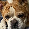 dog, bulldog, close_up, resting, paws, face, wrinkles, sleepy, indoors, blanket, pattern, brown, white, pet, animal, cute, portrait, fur, snout, ears