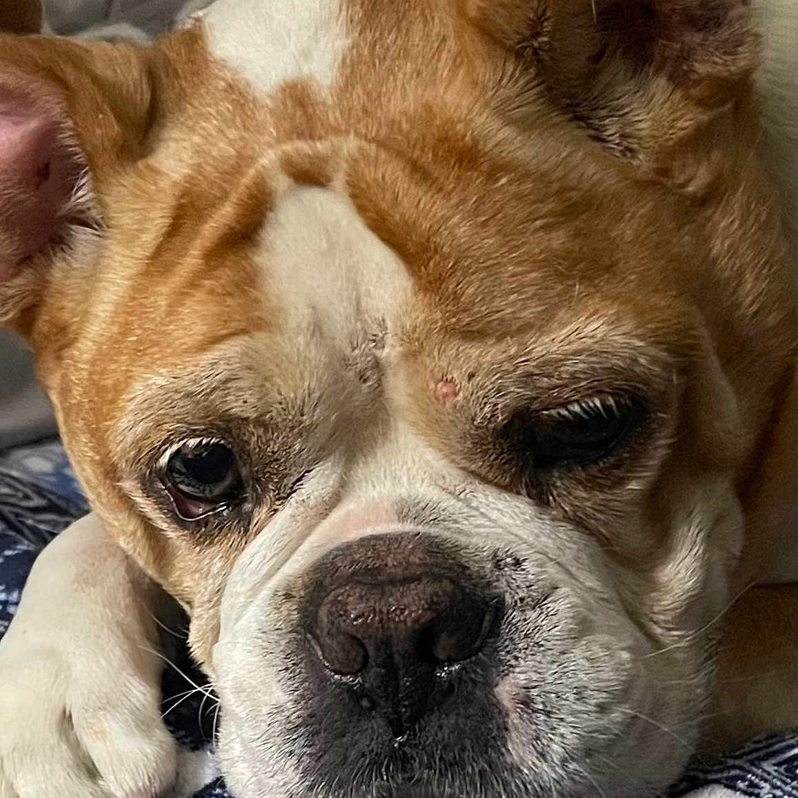Britts joined the competition — help win amazing prizes! dog, bulldog, close_up, resting, paws, face, wrinkles, sleepy, indoors, blanket, pattern, brown, white, pet, animal, cute, portrait, fur, snout, ears