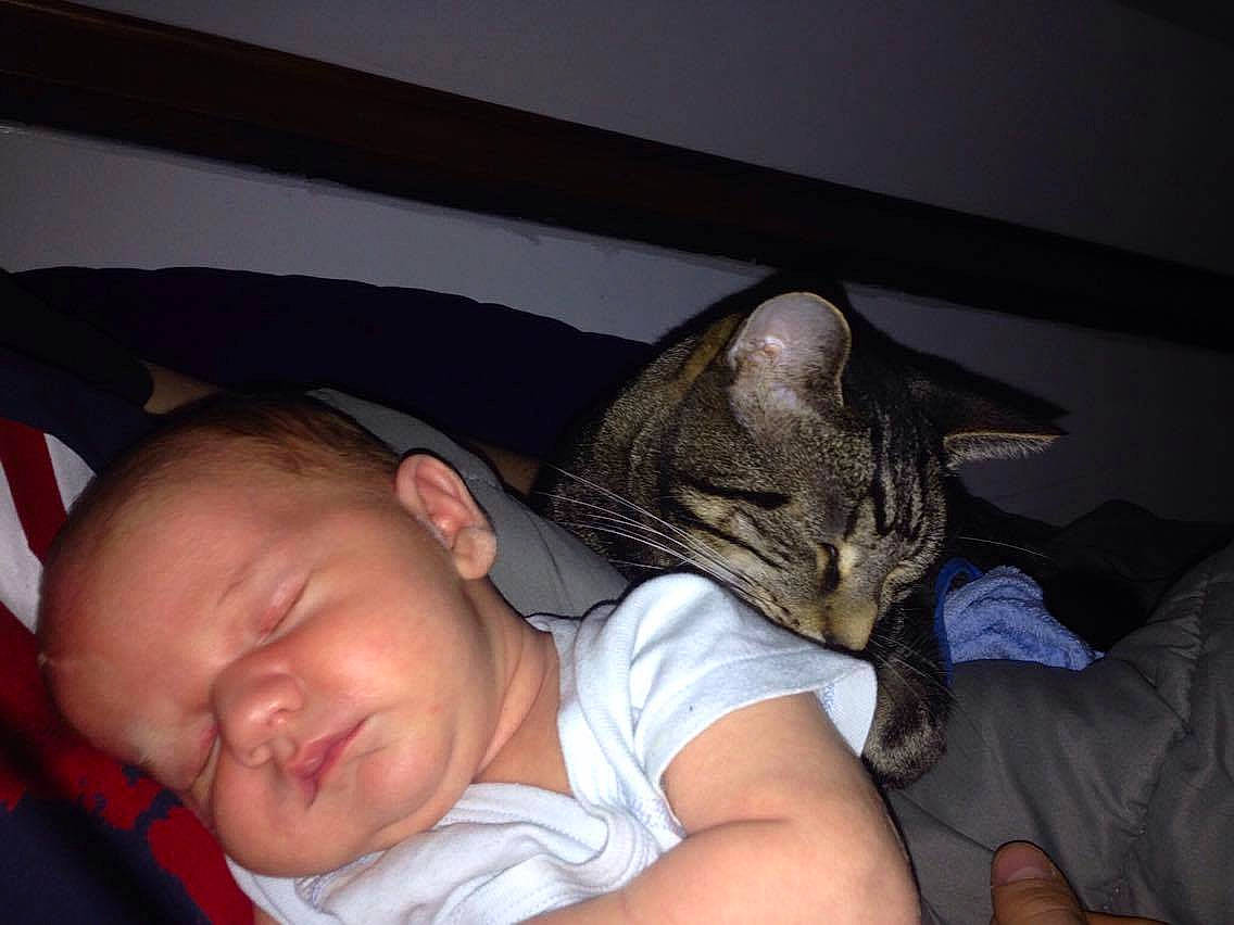 Tigrou a rejoint le concours — aidez-le/la à gagner de superbes lots ! carnivoran, cat, cat_like_mammal, child, ear, head, kitten, mammal, nap, person, sleep, small_to_medium_sized_cats, vertebrate, whiskers
