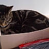 Tigrou a rejoint le concours — aidez-le/la à gagner de superbes lots ! american_shorthair, california_spangled, carnivoran, cat, cat_like_mammal, domestic_short_haired_cat, dragon_li, european_shorthair, fauna, kitten, small_to_medium_sized_cats, tabby_cat, whiskers