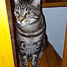 Tigrou a rejoint le concours — aidez-le/la à gagner de superbes lots ! american_shorthair, carnivoran, cat, cat_like_mammal, domestic_short_haired_cat, dragon_li, european_shorthair, fauna, fur, mammal, small_to_medium_sized_cats, snout, tabby_cat, whiskers
