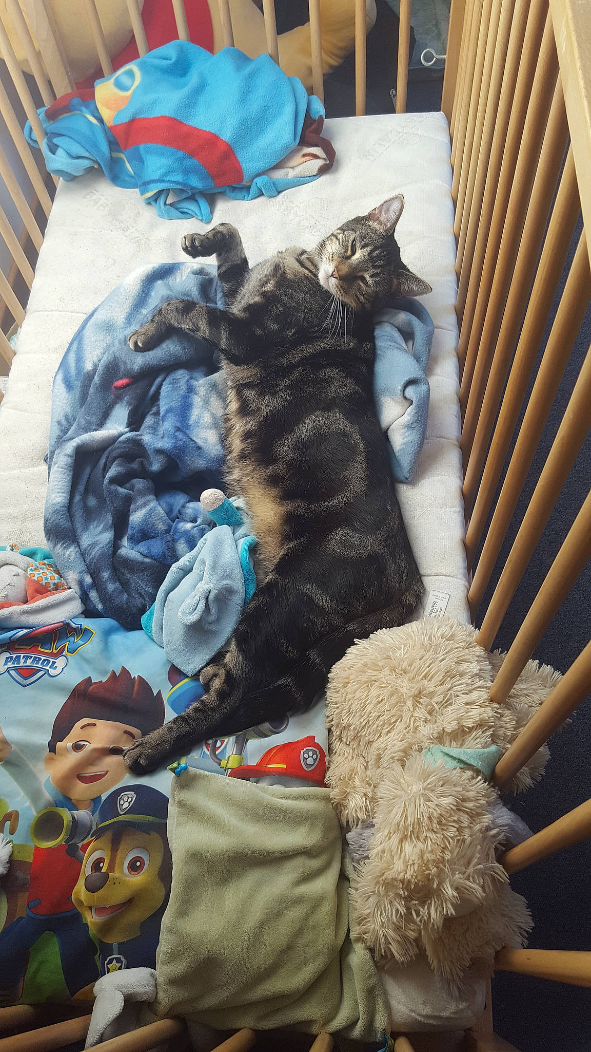 Tigrou a rejoint le concours — aidez-le/la à gagner de superbes lots ! carnivoran, cat, cat_like_mammal, dog_like_mammal, fun, fur, kitten, mammal, product, small_to_medium_sized_cats, vertebrate, whiskers