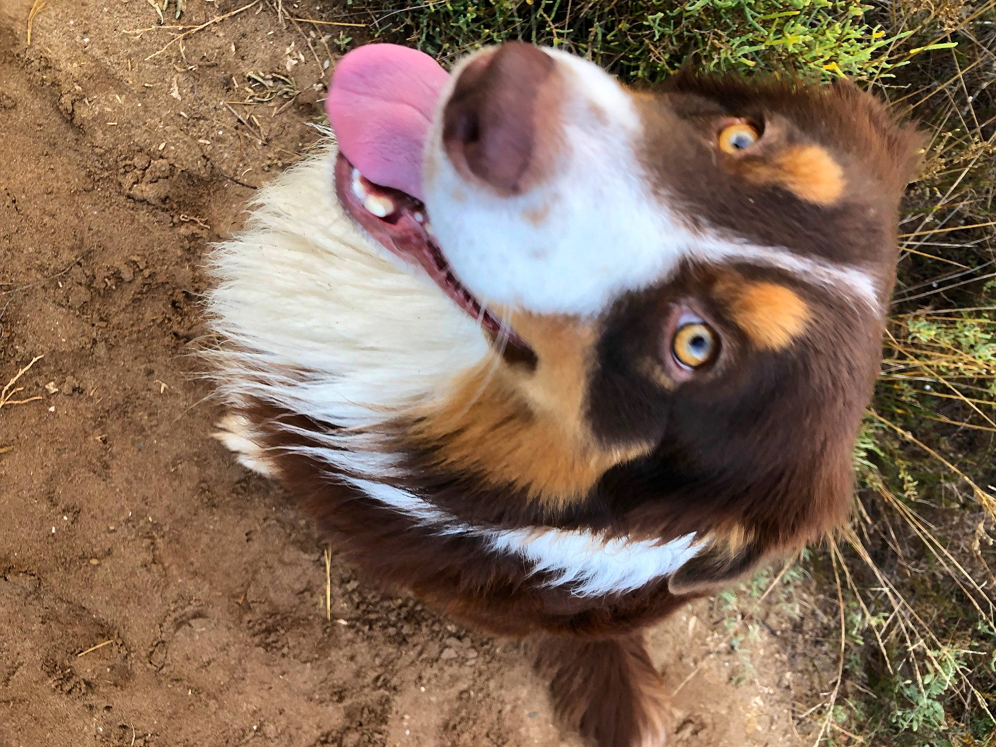Rebel participe au concours pour gagner de l'argent avec cette photo : canidae, carnivore, companion_dog, dog_breed, fang, fawn, fur, grass, snout, soil, sporting_group, terrestrial_animal, whiskers, wildlife