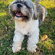 Ace joined the competition — help win amazing prizes! close_up, cute, dog, fur, furry, grass, happy, lawn, leaf, outdoor, paws, pet, playful, sitting, smile, snout, sunlight, teeth, tongue, whiskers