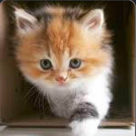 Simba a rejoint le concours — aidez-le/la à gagner de superbes lots ! box, carnivore, cat, domestic_short_haired_cat, fawn, felidae, fur, paw, photo_caption, rectangle, small_to_medium_sized_cats, snout, whiskers