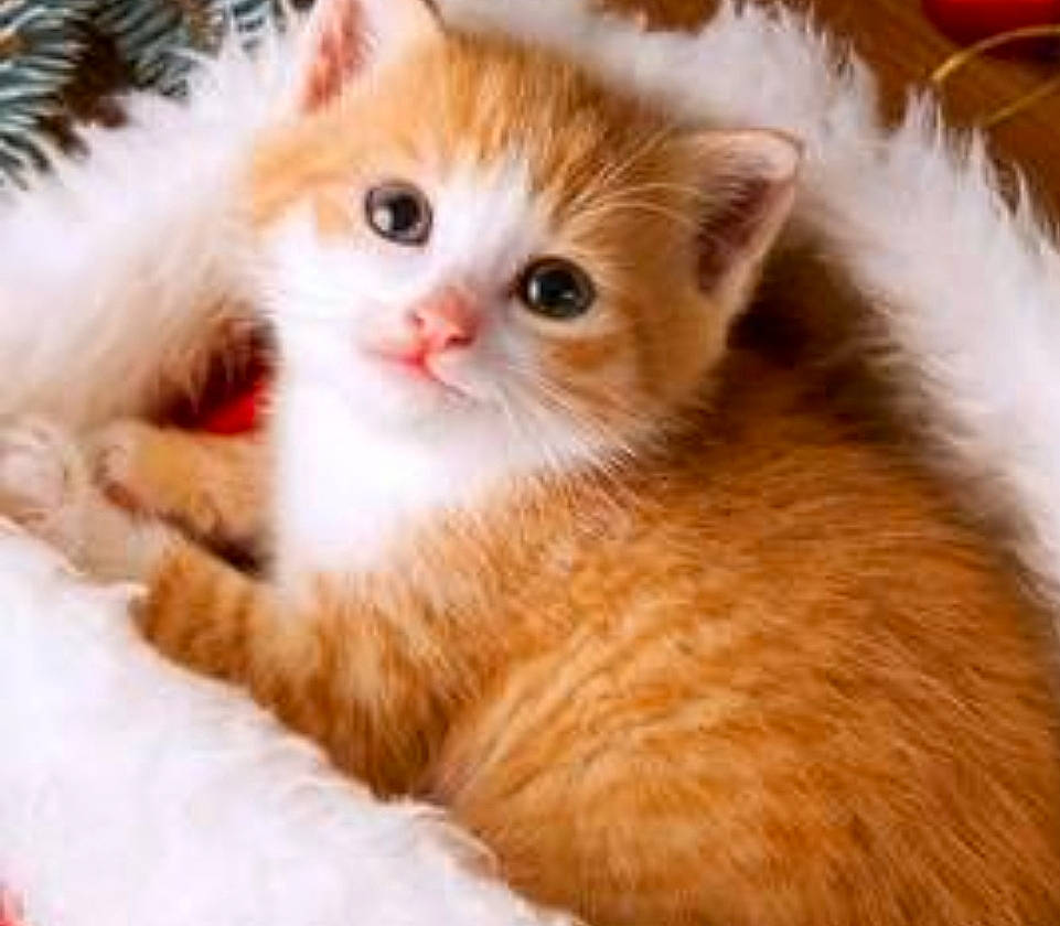 Simba a rejoint le concours — aidez-le/la à gagner de superbes lots ! carnivore, cat, claw, comfort, domestic_short_haired_cat, fawn, felidae, fur, paw, small_to_medium_sized_cats, snout, tail, whiskers