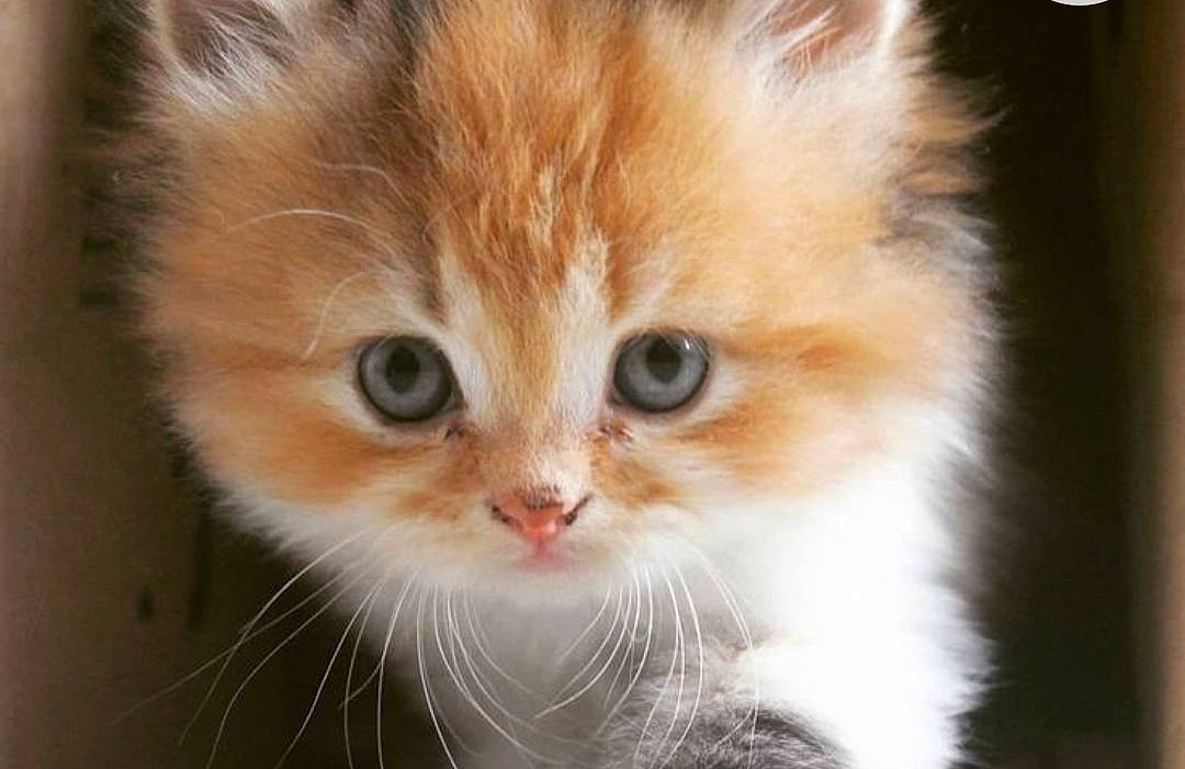 Simba participe au concours pour gagner de l'argent avec cette photo : carnivore, cat, domestic_short_haired_cat, fawn, felidae, fur, iris, plant, small_to_medium_sized_cats, snout, whiskers, window