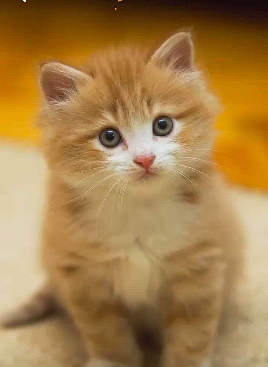 Simba participe au concours pour gagner de l'argent avec cette photo : british_longhair, carnivore, cat, claw, domestic_short_haired_cat, fawn, felidae, fur, iris, paw, small_to_medium_sized_cats, snout, tail, terrestrial_animal, whiskers, wood